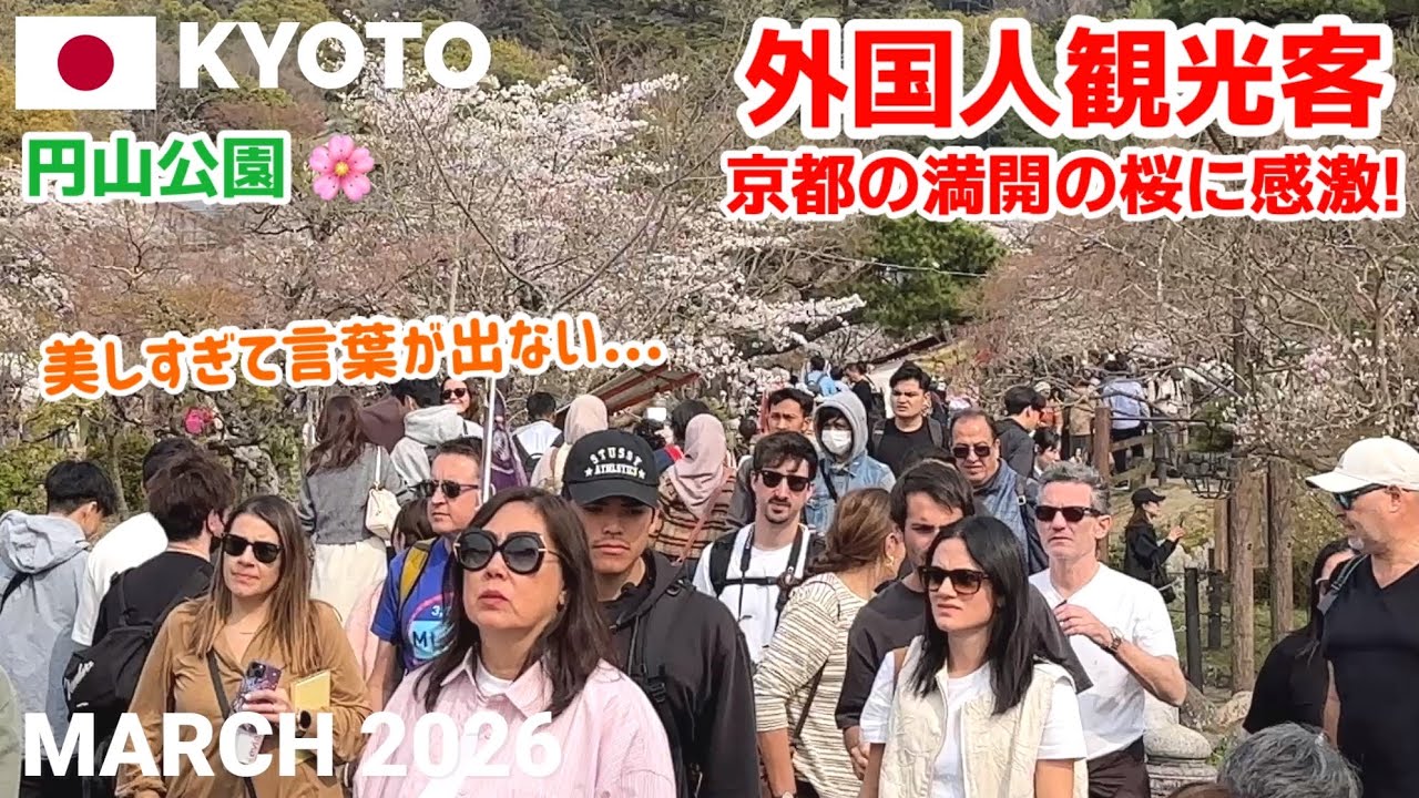 【海外の反応】京都の桜はやっぱり特別…満開の円山公園で外国人観光客が大感動🌸