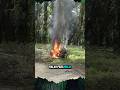 Nasib Ninja Sawit Kalau Tertangkap Shorts Kebun Sawit Ninja