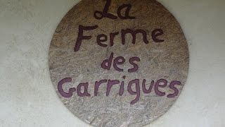 La Ferme des Garrigues - Les Chèvres