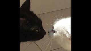 needles and pins- deftones (sped up)