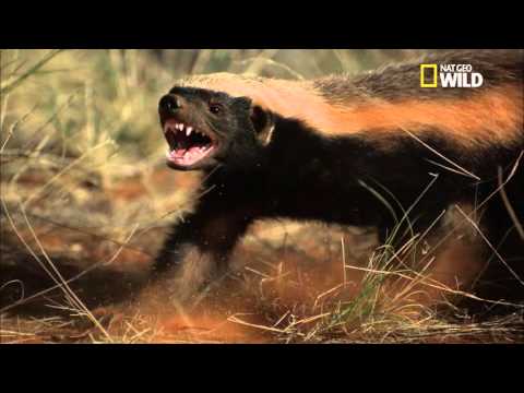 L'art de la défense chez le ratel