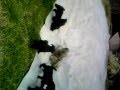 Piccoli Schnauzer Crescono Scatenati