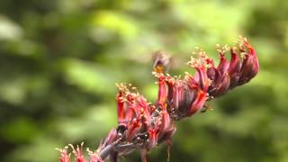 preview picture of video 'Hummingbird feeding on New Zealand flax in Kingston, WA'