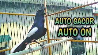 Download lagu AUTO GACOR AUTO ON BIKIN KONSLET KACER LAIN  !! PANCINGAN KACER GACOR PASTI NYAUT AMPUH. mp3