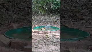 saíra do papo preto e um sanhaço  #birds
