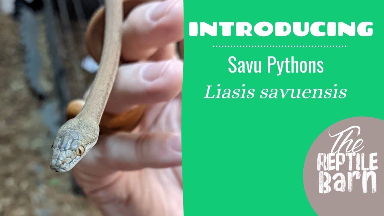 Introducing Our New Savu Pythons (Liasis savuensis)