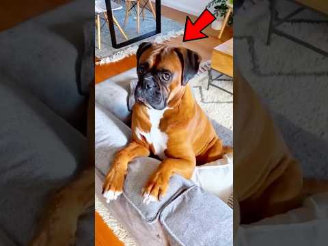 4 Reasons to OWN a Boxer Dog 😍