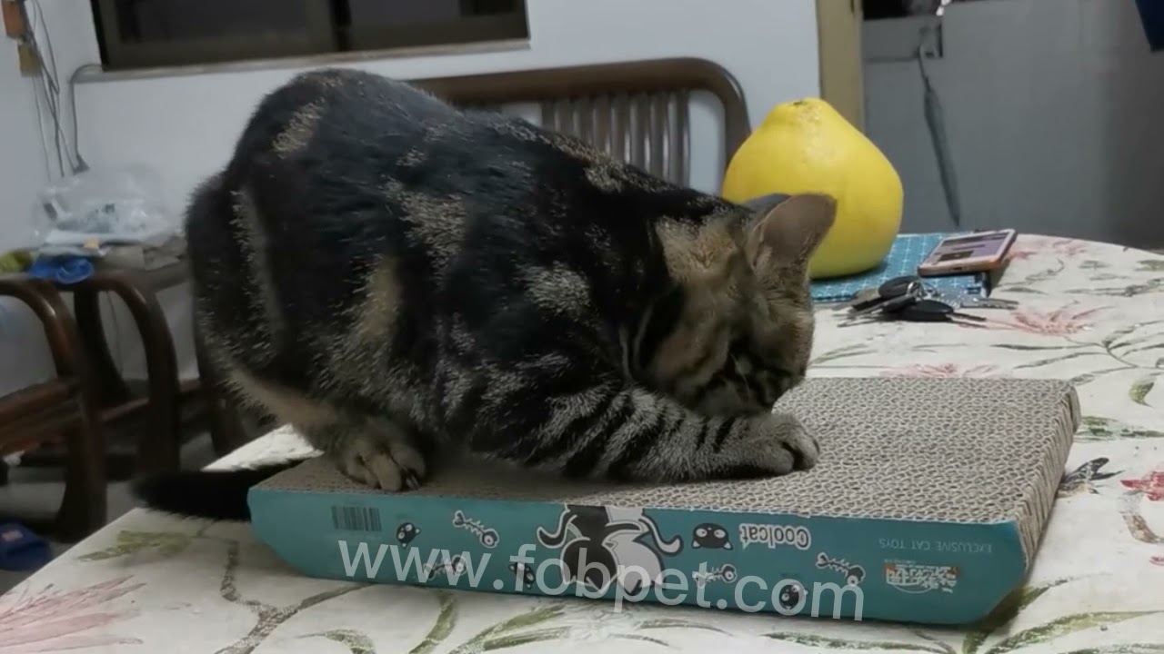 Kitten Scratching On The Scratch Board
