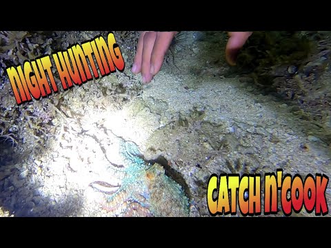 Pangingilaw Ng Pugita sa Oras ng Hibas  o lowtide 🐙