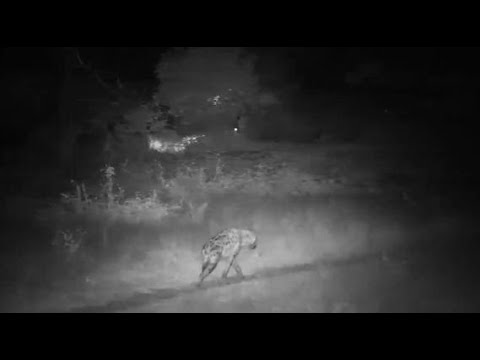 Djuma: Two different Hyenas walk past the cam - 18:29 - 06/09/20