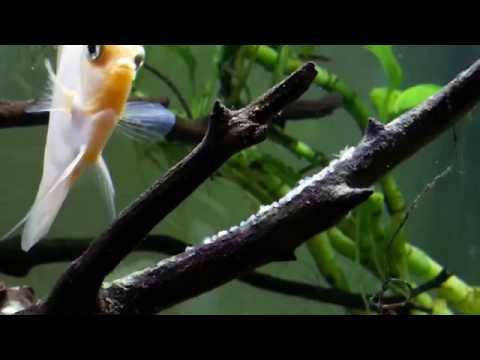 Breeding Discus Fish Planted Aquairum (Full Documentary)