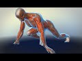 How Your Muscles Work