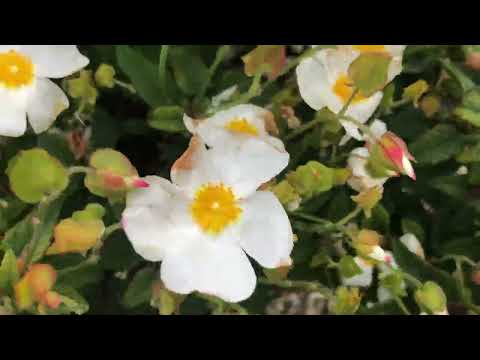 Anti-social Behaviour Resistant Low Maintenance Garden Design- Plants- Cistus salviifolius