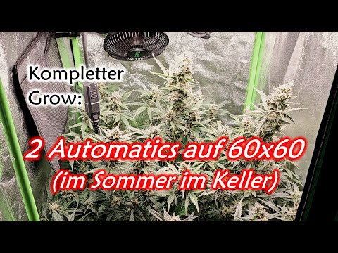 60x60 Low Budget Automatic Grow | Im Sommer im Keller