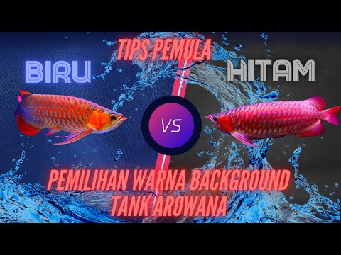 Arowana Tank Background Color Selection - Arowana Indonesia