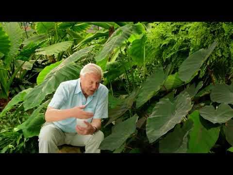 kingdom of plants - Sir David Attenborough