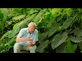 Kingdom Of Plants Sir David Attenborough