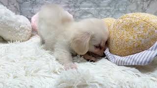 ハーフ犬の動画01