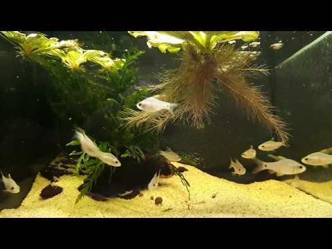 WILDLIFE Zierfischfutter Aqua-Tropica - Ganz nach dem Vorbild der Natur!