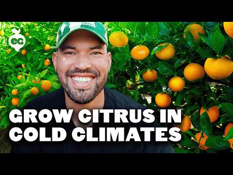 How to Prune a Loquat Tree Fall 2018 Garden Plans 