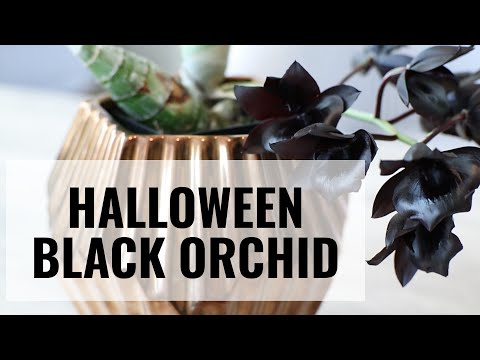 Black Orchid Blooms! Monnierara Millennium Magic 'Witchcraft' Orchid Care || Halloween