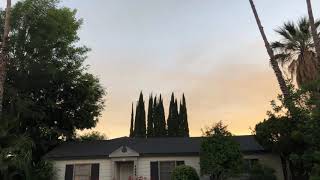 Our Parrot Rescue AKA Emmy's Great Escape 2019