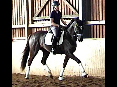 Livaldon's Galante - Hann. DF. St. * 2015 v. Livaldon - De Niro