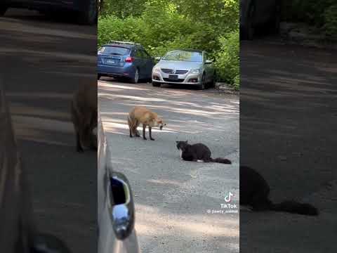 I love foxes #foxes #cute #funnyanimal