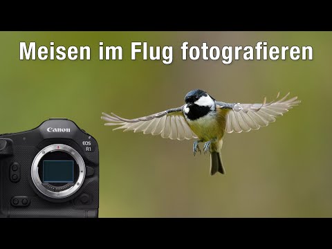 Photographing songbirds in action - will I get a good photo?