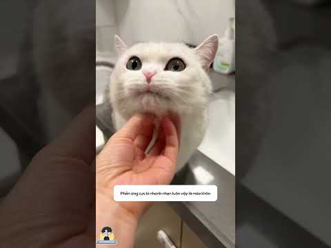 Anh Mập hóa đá 🗿💦