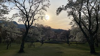 さくらの里　日本さくら名所100選