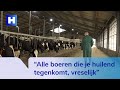 Veearts laat noodgedwongen tientallen koeien en schapen met blauwtongvirus inslapen