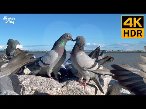 Cat TV for Cats to Watch ???? Pigeons in love. Party of blackbirds, ducks ???? 8 Hours(4K HDR)