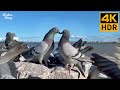 Cat TV for Cats to Watch 😺 Pigeons in love. Party of blackbirds, ducks 🐦 8 Hours(4K HDR)