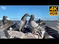 Cat TV For Cats To Watch Pigeons In Love Party Of Blackbirds Ducks 8 Hours 4K HDR
