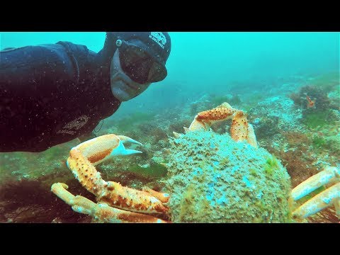 ATTAQUÉ PAR UNE ARAIGNÉE GÉANTE !