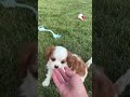 Cavalier King Charles Spaniel dogs for sale: Vegas - Video 1