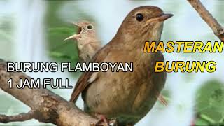 Download lagu FLAMBOYAN GACOR MASTERAN BURUNG 1 JAM mp3