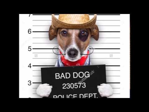 Crocoloko - Bad Dog
