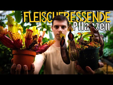 Fleischfressende Pflanze pflegen und füttern - so klappt es garantiert!