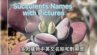 园艺 Succulents Names with picture｜多肉植物中英文名稱對照圖|多肉品種｜