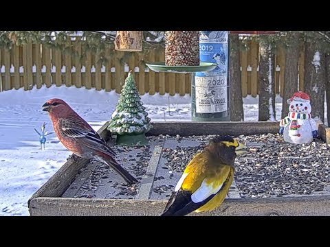 Pine Grosbeaks Return To The Ontario FeederWatch Cam! – Dec. 12, 2024