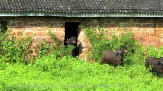 preview picture of video 'Alorna Fort, Goa'