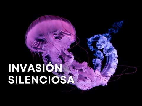 The Mystery of the Jellyfish: How They Dominate the Ocean | Wildlife Documentary