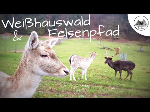 Weißhauswald und der Trierer Felsenpfad  /  Wanderung / 54290 Trier