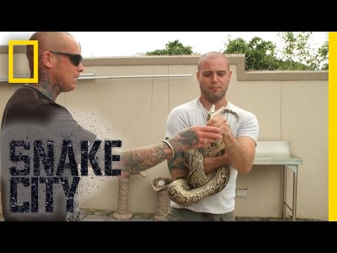 Python Power | Snake City