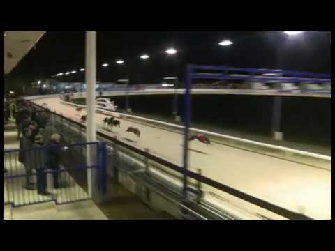 Roxholme Jim - Coronation Cup Heat 4