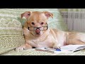 Bark Bark 1 Hour Of Soft Tunes For Dogs Pet Music By Lullify Lullify 631