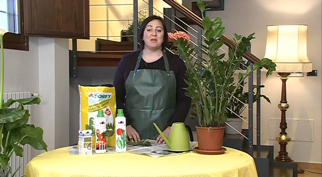 CIFO - Ascolta le tue piante - La Zamioculcas