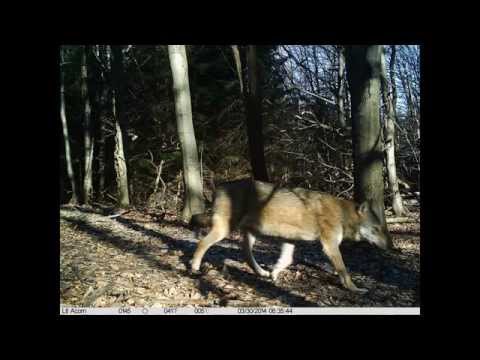 Beskid Niski camera 2, Magura National Park, Poland